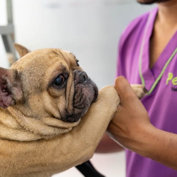 Buy Basic Grooming Session At Pet Joy Veterinary Clinic Mega Deals Now at Special Price in SaudiMegaDeals.com Basic Grooming Session At Pet Joy Veterinary Clinic PETS Shop Online at Special Price from Saudi Mega Deals