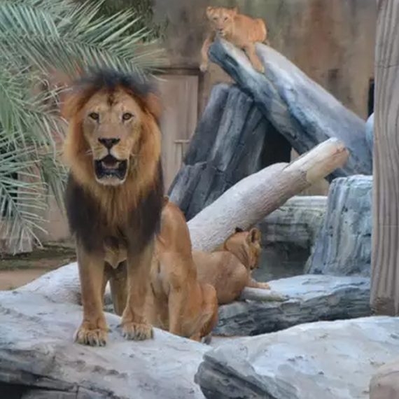 Buy Dive Into Fun: Zoo Entrance With Activity And Aed 50/100/200 Voucher Mega Deals Now at Special Price in SaudiMegaDeals.com Dive Into Fun: Zoo Entrance With Activity And Aed 50/100/200 Voucher PARKS Shop Online at Special Price from Saudi Mega Deals