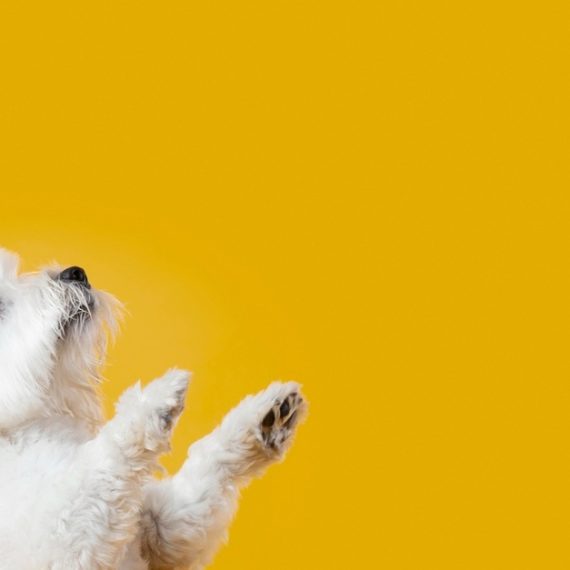Buy Full Grooming Service – Cat Or Small, Medium Or Large Dog Package Mega Deals Now at Special Price in SaudiMegaDeals.com Full Grooming Service – Cat Or Small, Medium Or Large Dog Package PETS Shop Online at Special Price from Saudi Mega Deals
