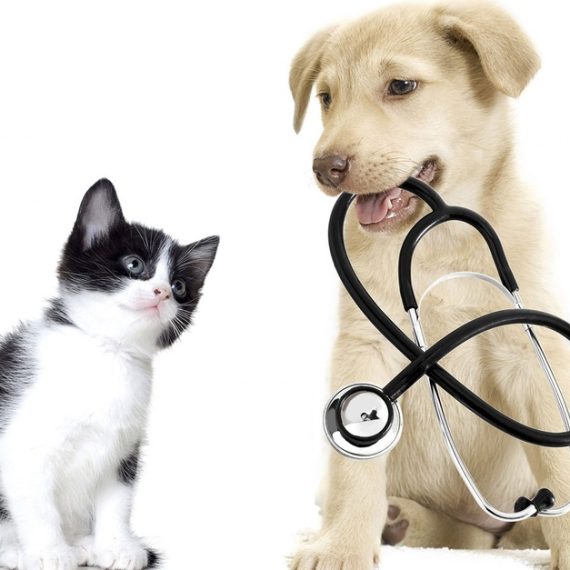Get Specialized Vet Care For Your Pet At Cute Cat Veterinary Clinic PETS Shop Online at Special Price from Saudi Mega Deals