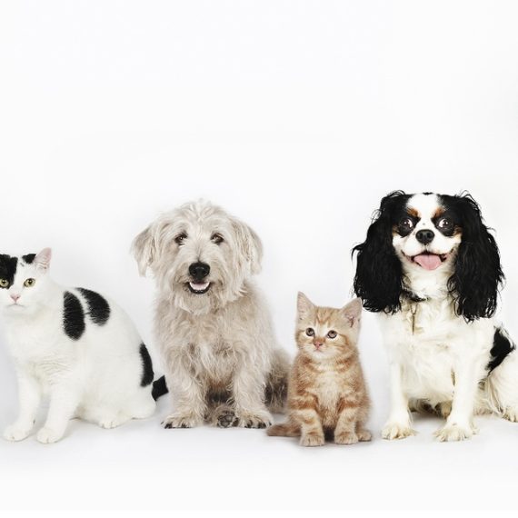 Up To 35% Off On At Noor Al Hayah Pets Hairdressing Salon PETS Shop Online at Special Price from Saudi Mega Deals