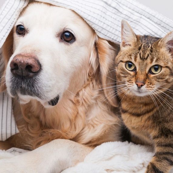 Specialized Veterinary Care With Surgery And Collar Included For Pets PETS Shop Online at Special Price from Saudi Mega Deals
