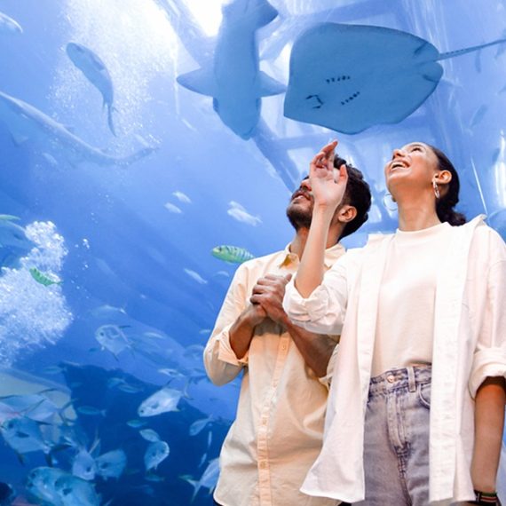 Buy Dubai Aquarium And Dubai Frame Entry Tickets For 1, 2 Or 4 Adults Mega Deals Now at Special Price in SaudiMegaDeals.com Dubai Aquarium And Dubai Frame Entry Tickets For 1, 2 Or 4 Adults PARKS Shop Online at Special Price from Saudi Mega Deals