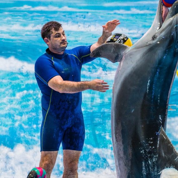 Buy Enjoy Painting Dolphins, Juggling Seals, & Exotic Birds In Action Mega Deals Now at Special Price in SaudiMegaDeals.com Enjoy Painting Dolphins, Juggling Seals, & Exotic Birds In Action Cosmetics Shop Online at Special Price from Saudi Mega Deals