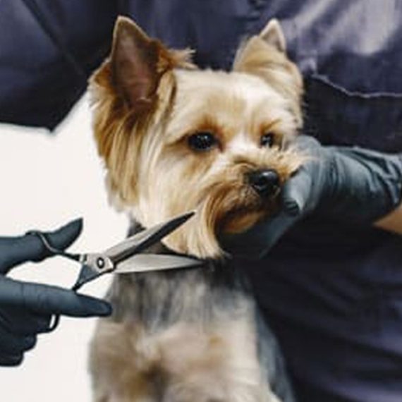 Buy Fresh & Fluffy Pet Grooming – Full Grooming With Haircut (Cats & Dogs) Mega Deals Now at Special Price in SaudiMegaDeals.com Fresh & Fluffy Pet Grooming – Full Grooming With Haircut (Cats & Dogs) PETS Shop Online at Special Price from Saudi Mega Deals