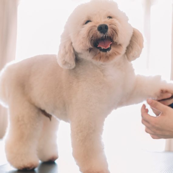 Pamper Your Cat Or Dog With Full Grooming – Wash, Haircut, And More PETS Shop Online at Special Price from Saudi Mega Deals