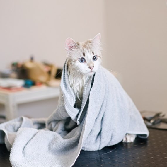 Pet Pamper Grooming: Full Grooming + Haircut For Cats & All Dog Sizes PETS Shop Online at Special Price from Saudi Mega Deals