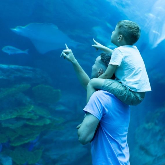 Dubai Aquarium & Underwater Zoo – Ray Encounter – Experiences Activities & Sightseeing Shop Online at Special Price from Saudi Mega Deals