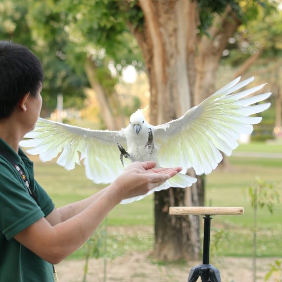 Exotic Bird Show – Dubai Dolphinarium – Dubai Dolphinarium Activities & Sightseeing Shop Online at Special Price from Saudi Mega Deals