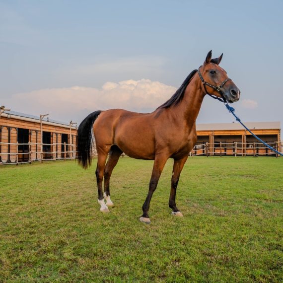 Horse Riding at Al Marmoom Oasis With Transfer – Desert safaris Activities & Sightseeing Shop Online at Special Price from Saudi Mega Deals