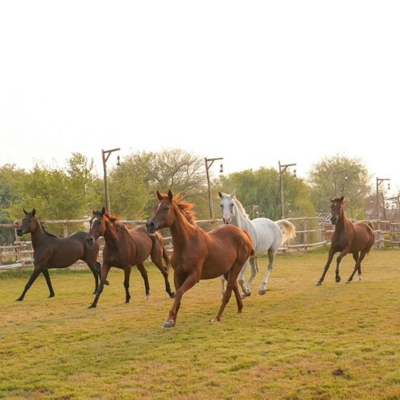 Horse Riding with Open Buffet Dinner & Shows – Desert safaris Activities & Sightseeing Shop Online at Special Price from Saudi Mega Deals