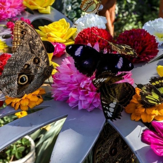 Discover Dubai Butterfly Garden: Entry For 1, 2, Or 4 Adults WATER SPORTS Shop Online at Special Price from Saudi Mega Deals