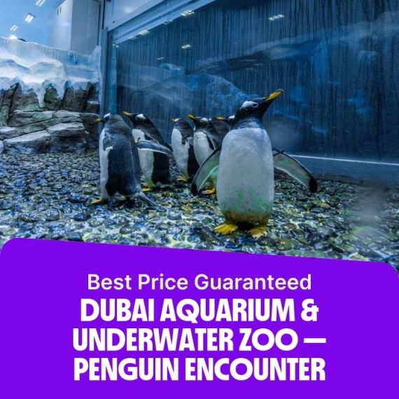 Dubai Aquarium & Underwater Zoo – Penguin Encounter – Experiences Activities & Sightseeing Shop Online at Special Price from Saudi Mega Deals