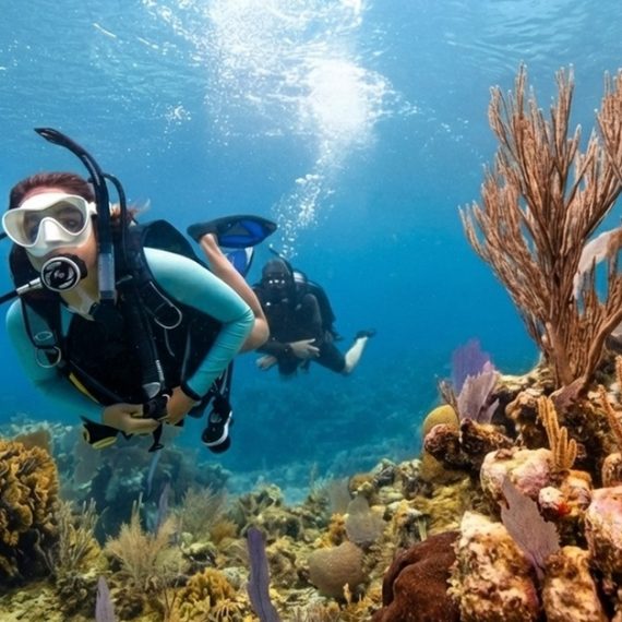 Shore Dive To Snoopy Islands Thriving Reef In Fujairah Marine Park WATER SPORTS Shop Online at Special Price from Saudi Mega Deals