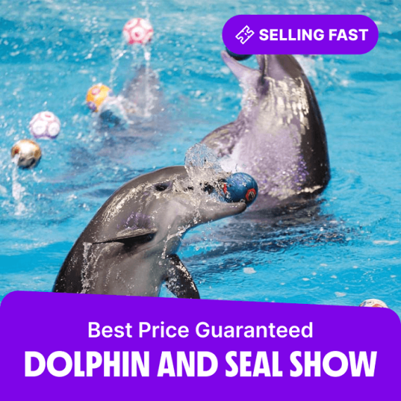 dolphinarium – Must-see attractions Activities & Sightseeing Shop Online at Special Price from Saudi Mega Deals