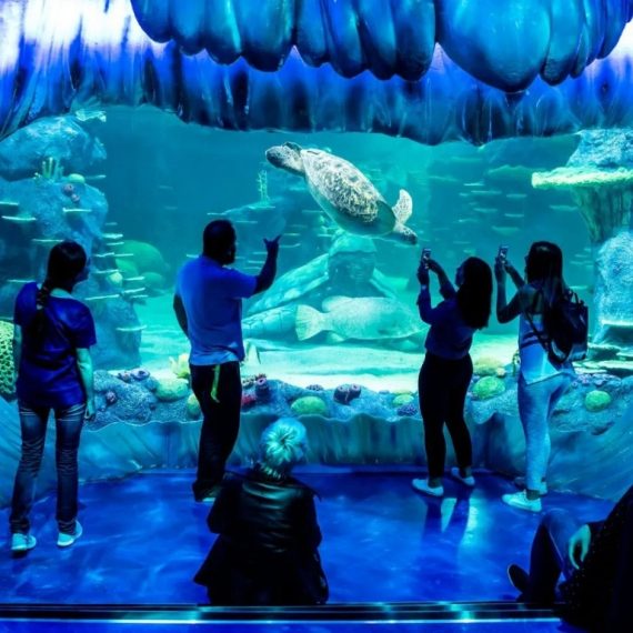 Aquarium de Paris: Entry Ticket – Indoor Attractions Activities & Sightseeing Shop Online at Special Price from Saudi Mega Deals