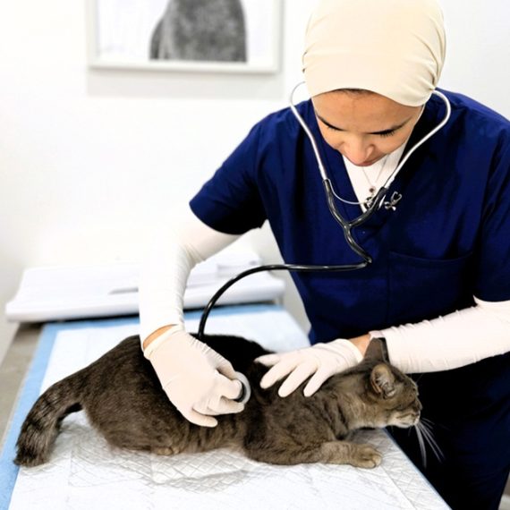 Comprehensive Vet Care: Vaccinations, Surgeries, X-rays For Pets PETS Shop Online at Special Price from Saudi Mega Deals