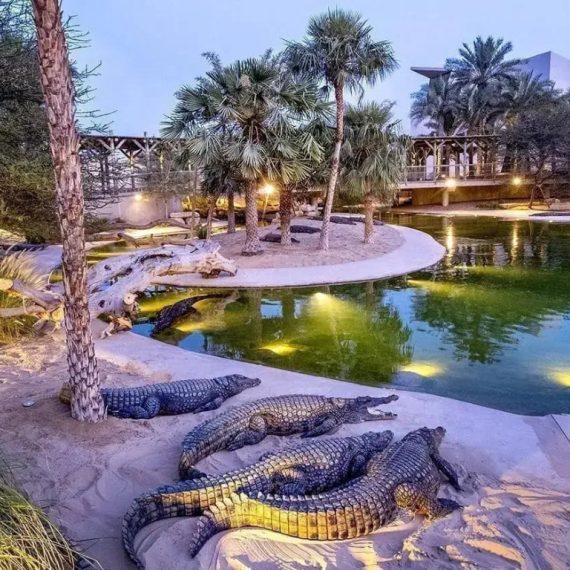 Dubai Safari Park + Dubai Crocodile Park – Combo – Must-see attractions Activities & Sightseeing Shop Online at Special Price from Saudi Mega Deals