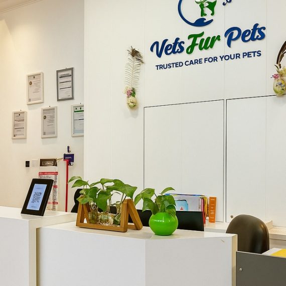 Professional Pet Grooming For Cats, Medium Or Large Dogs PETS Shop Online at Special Price from Saudi Mega Deals