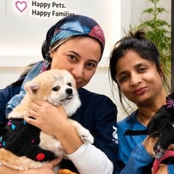Professional Pet Styling And Comprehensive Hygiene Sessions PETS Shop Online at Special Price from Saudi Mega Deals